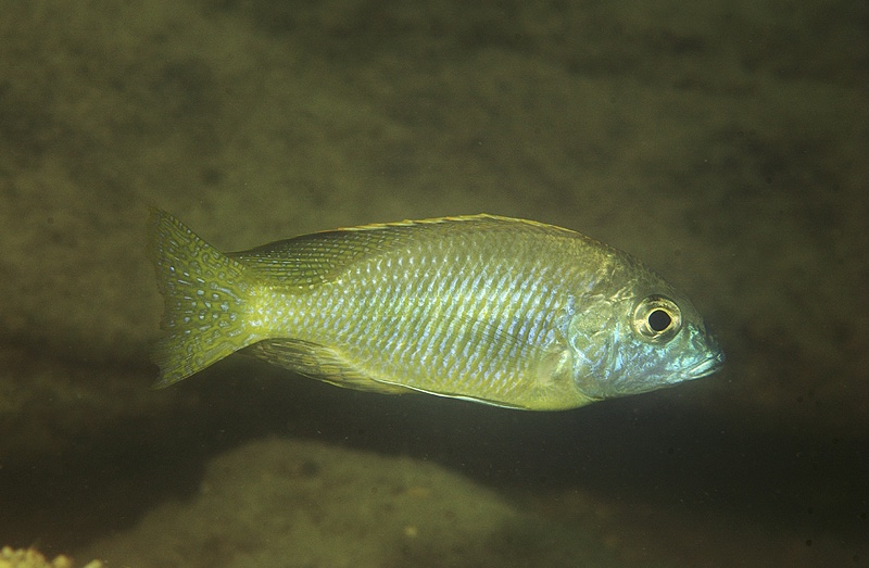 Lethrinops parvidens